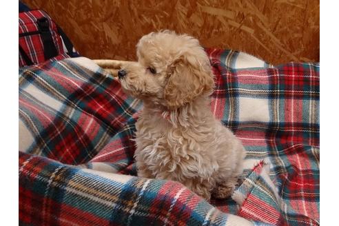 成約済の宮城県のトイプードル-121594の3枚目